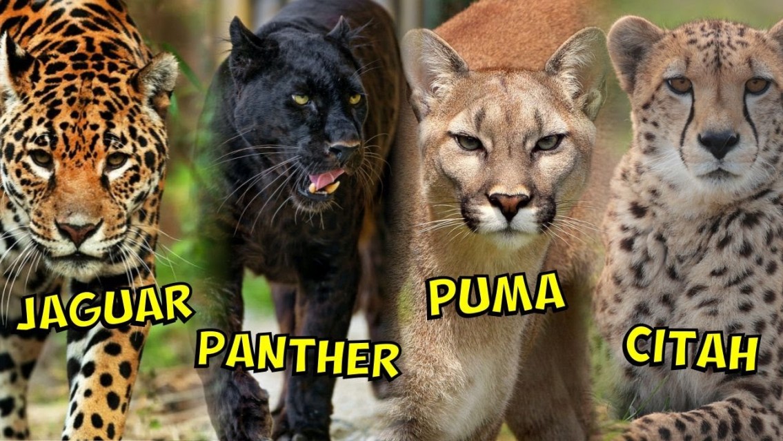 О наших различиях и способностях